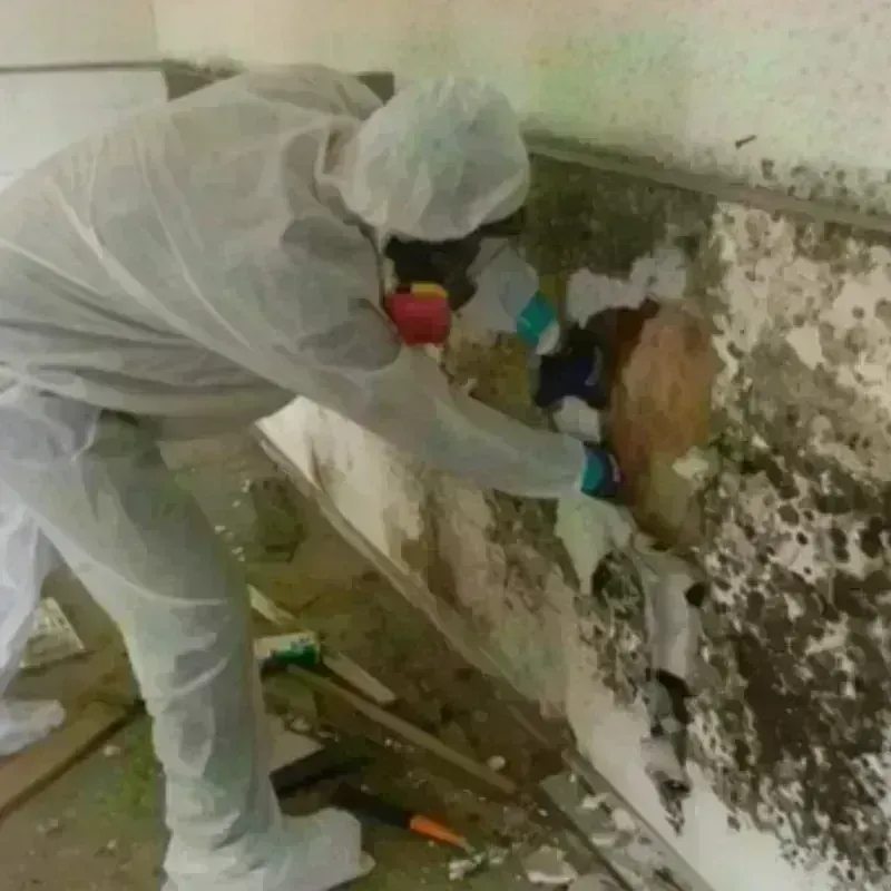 Mold Remediation and Removal in Rancho Calaveras, CA